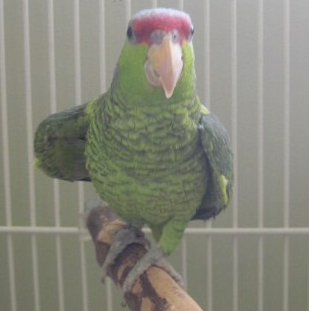 Behtash the lilac crowned amazon.